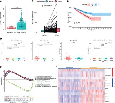 CD248+ Cancer-Associated Fibroblasts: A Novel Prognostic and Therapeutic Target for Renal Cell Carcinoma